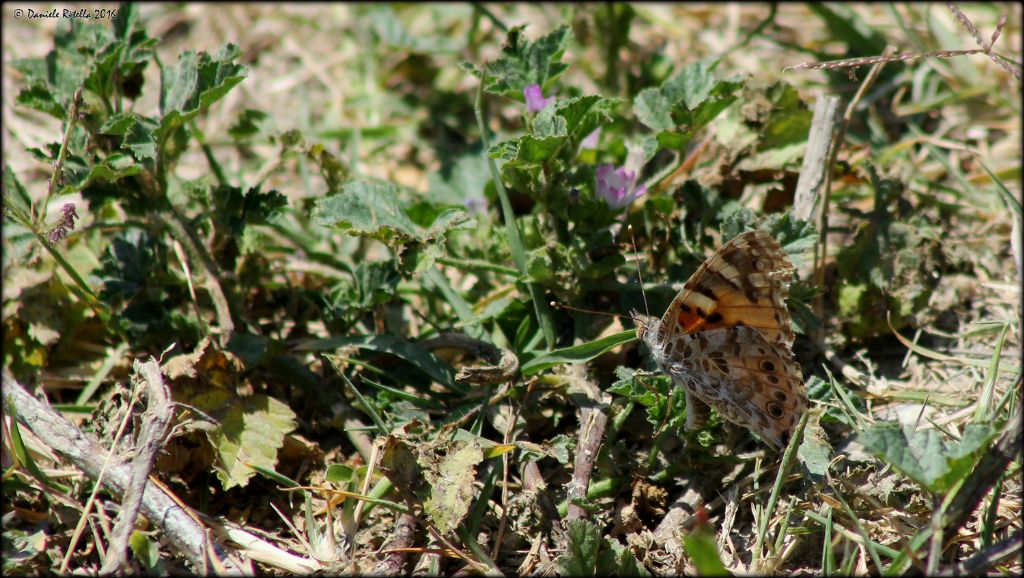 Vanessa cardui